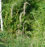 Elymus sibiricus