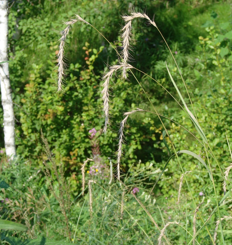 Изображение особи Elymus sibiricus.