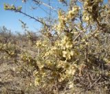 Salsola arbuscula. Ветви с плодами. Казахстан, Кызыл-Ординская обл., г. Байконур, левый берег р. Сыр-Дарья у понтонной переправы; песчаный массив. 16.08.2009.