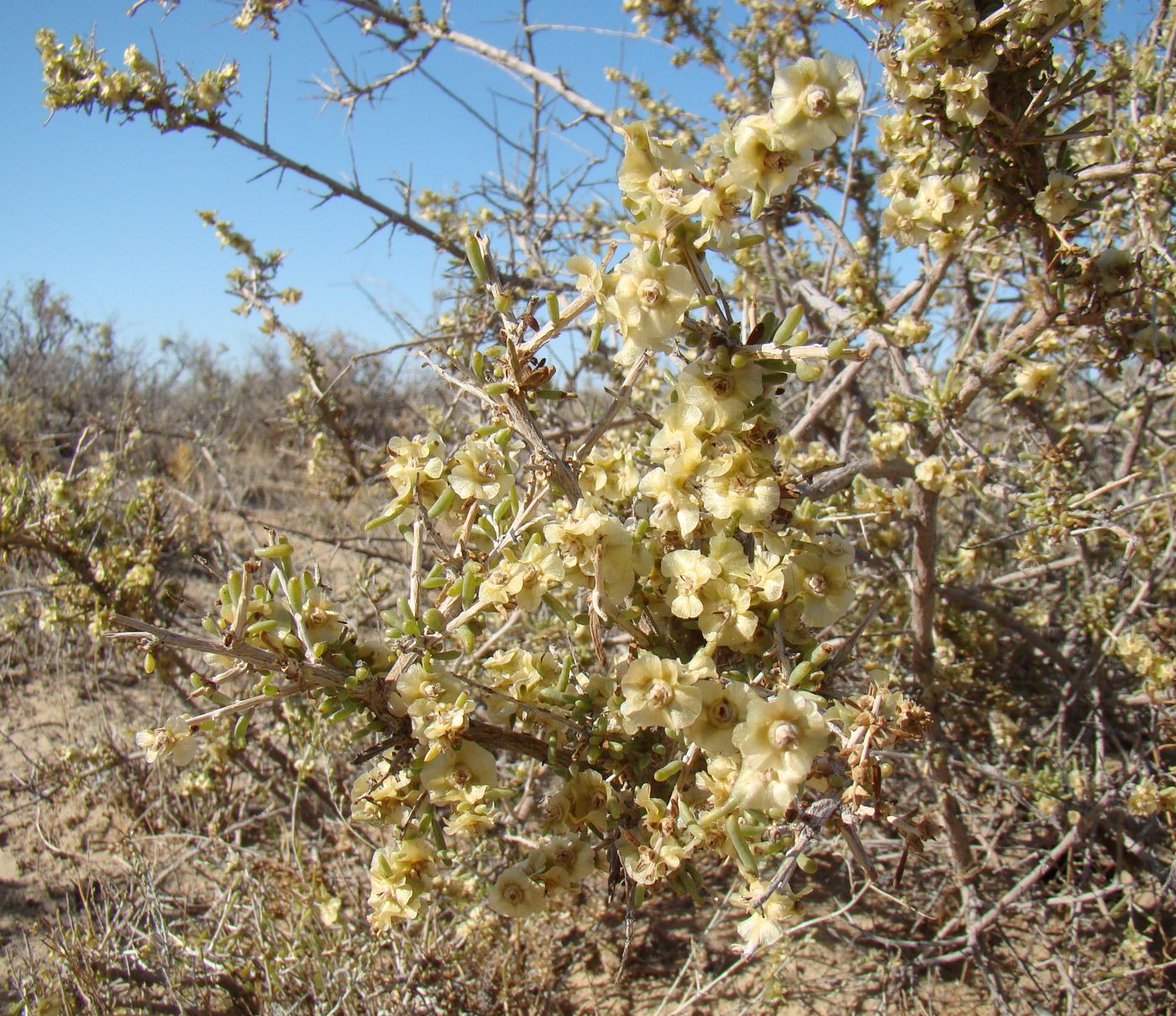 Image of Salsola arbuscula specimen.