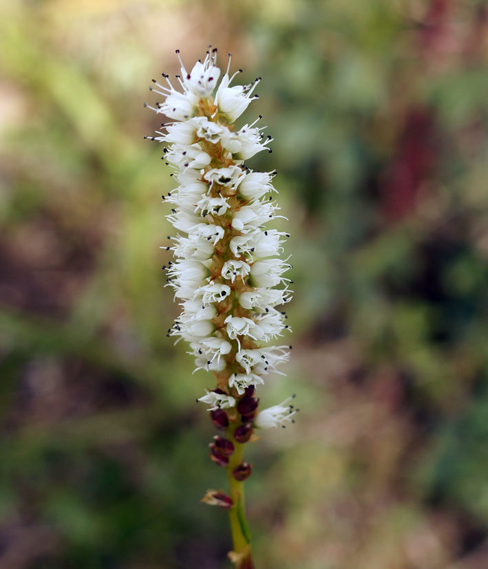 Image of Bistorta vivipara specimen.