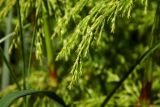 Equisetum sylvaticum. Часть веточки. Новгородская обл., г. Боровичи, Бобровские горы, луговая низина. 06.05.2015.