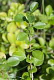 Chaenomeles japonica