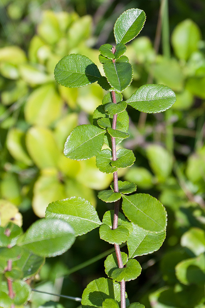 Image of Chaenomeles japonica specimen.