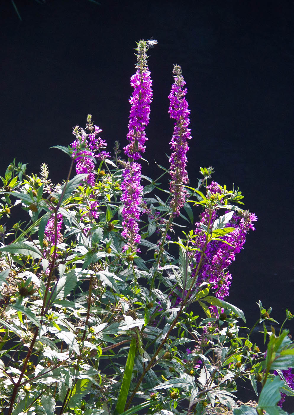 Image of Lythrum salicaria specimen.