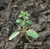 Galium aparine