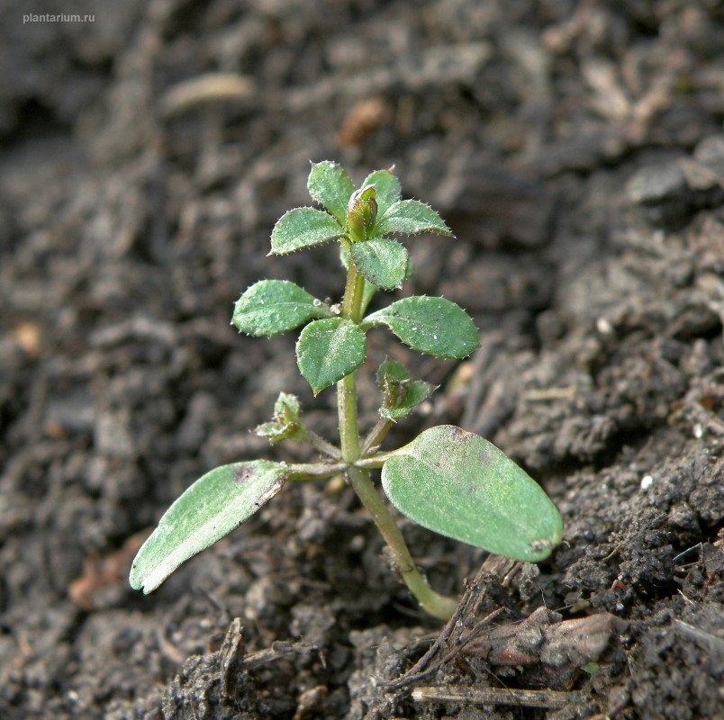 Image of Galium aparine specimen.