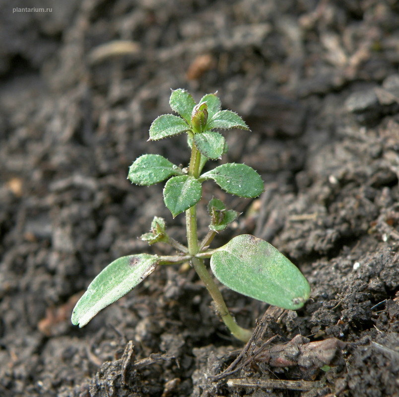 Изображение особи Galium aparine.