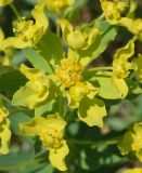 Euphorbia macrorhiza