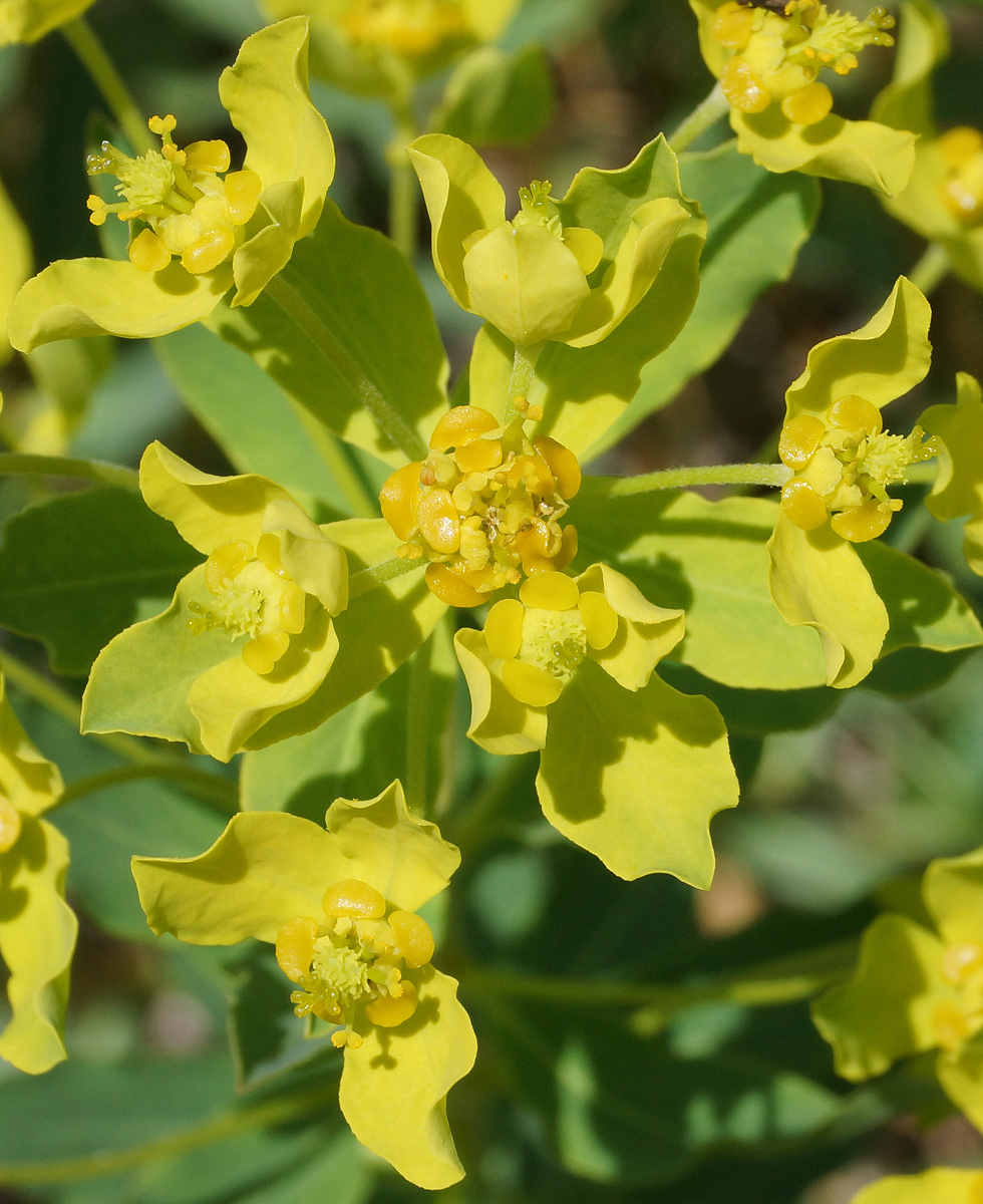 Изображение особи Euphorbia macrorhiza.