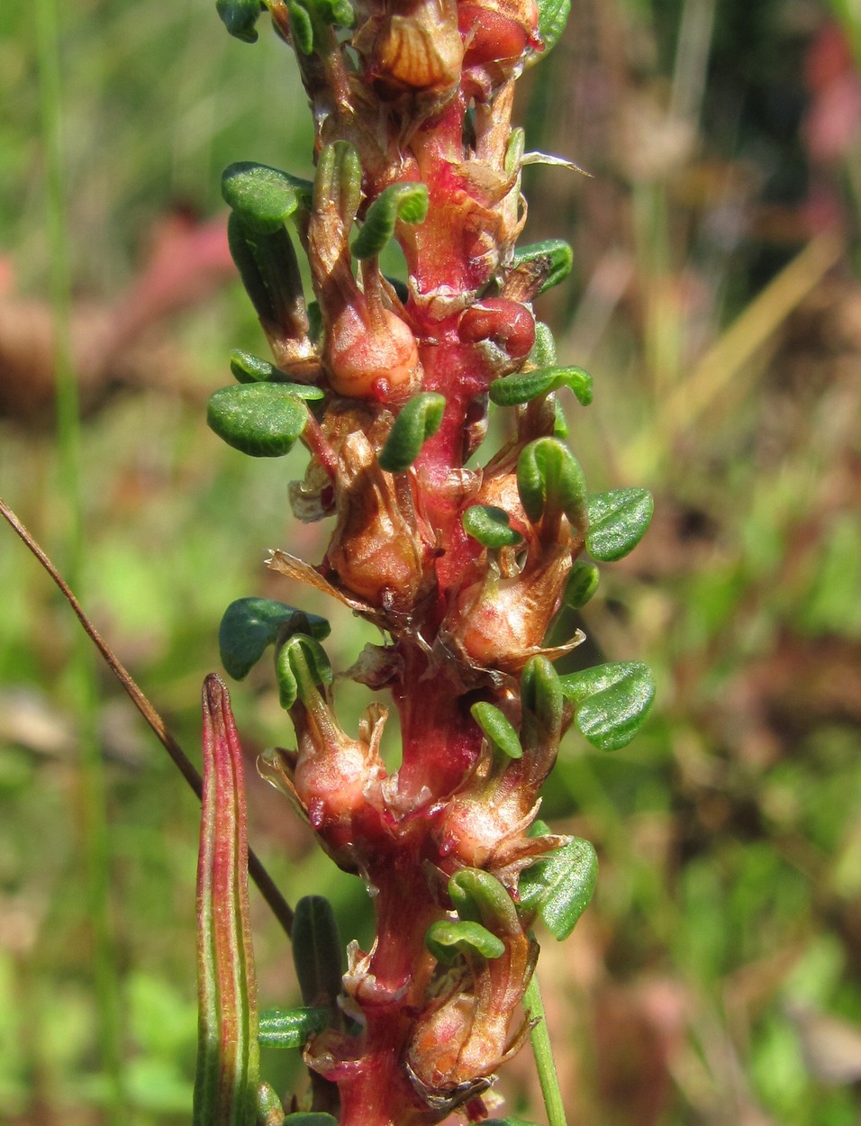 Image of Bistorta vivipara specimen.