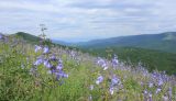 Salvia ringens. Аспект цветущих растений. Черноморское побережье Кавказа, окр. г. Геленджик, хребет Нексис, выс. ≈ 300 м н.у.м. 31 мая 2014 г.