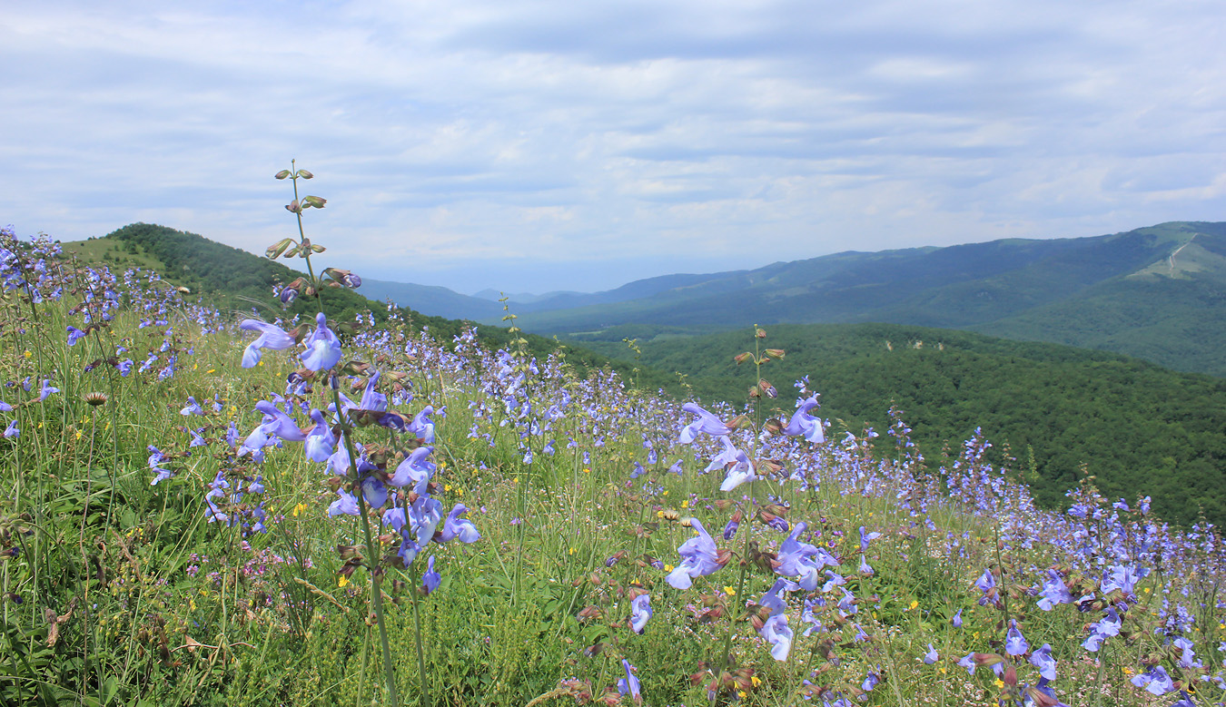 Image of Salvia ringens specimen.