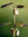 Glechoma hederacea