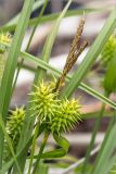 Carex flava