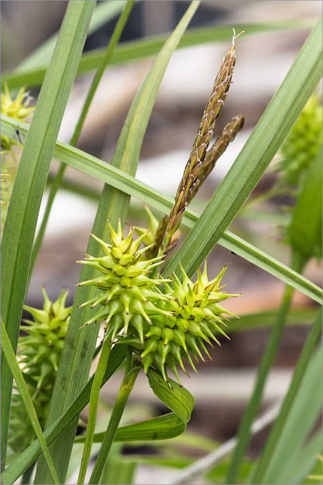 Image of Carex flava specimen.