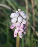 Muscari neglectum