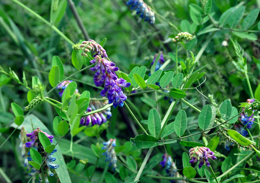 Изображение особи Vicia amurensis.