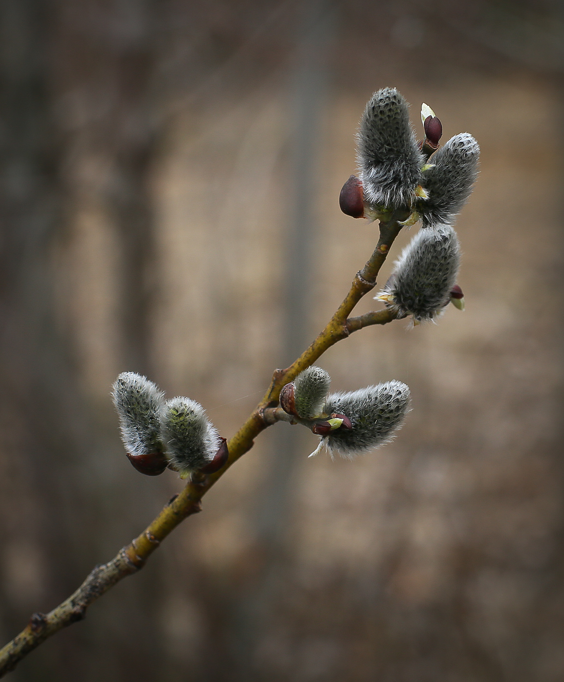 Image of Salix caprea specimen.