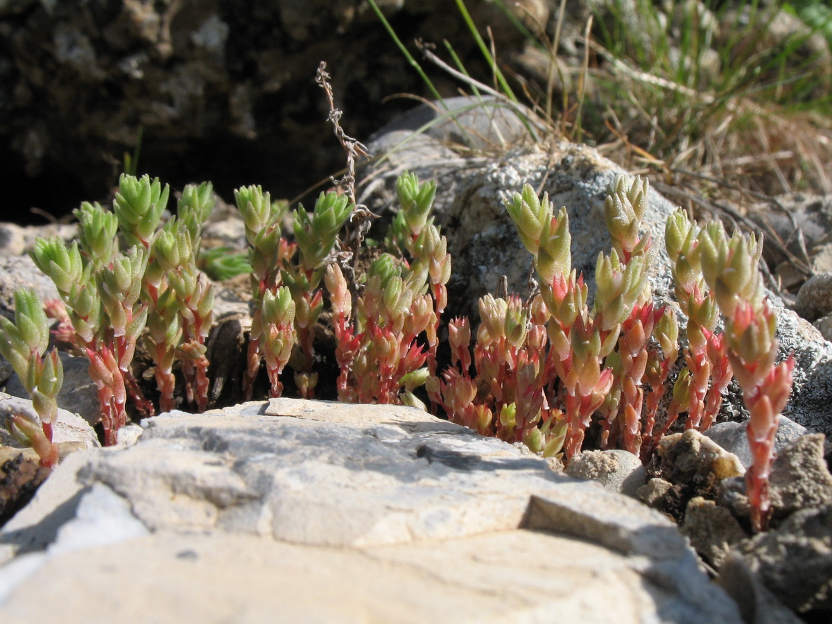 Image of Macrosepalum tetramerum specimen.