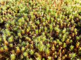 Polytrichum juniperinum