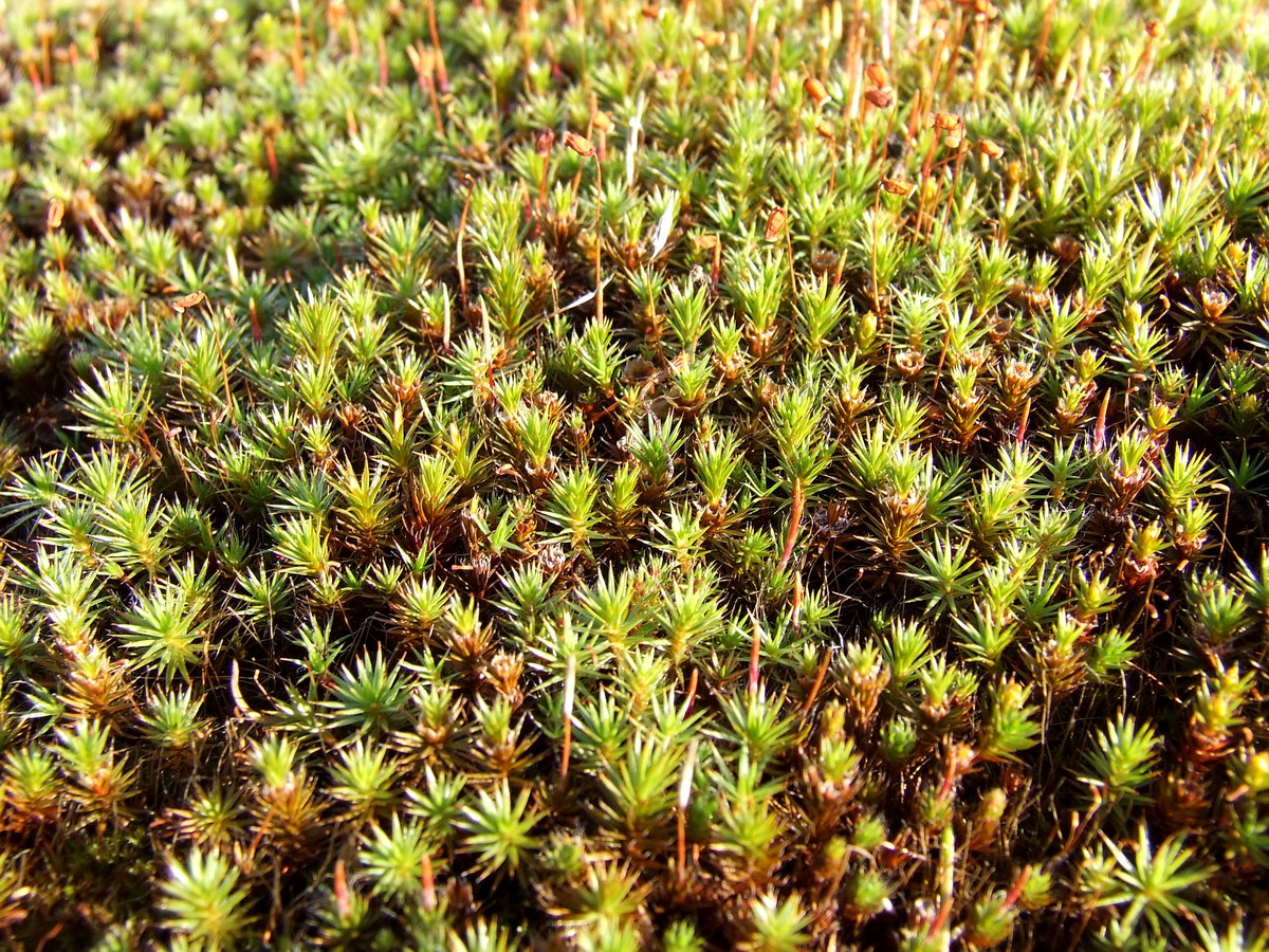 Изображение особи Polytrichum juniperinum.