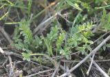 семейство Fabaceae. Вегетирующее растение. Украина, Днепропетровская обл., Криворожский р-н, окр. с. Широкое, склон балки. 01.04.2016.