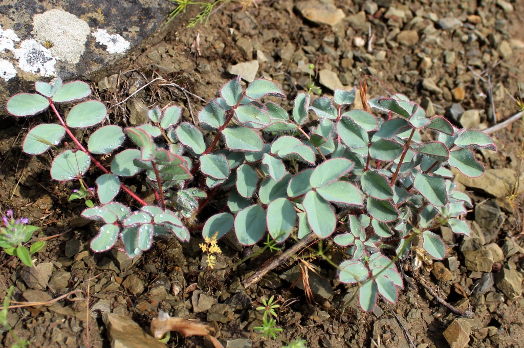 Изображение особи Astragalus cartilagineus.