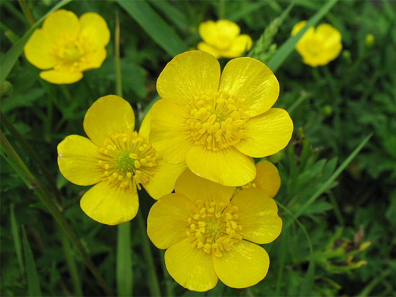 Image of Ranunculus repens specimen.