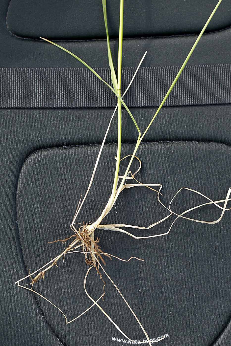 Image of Poa angustifolia specimen.