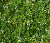 Veronica serpyllifolia