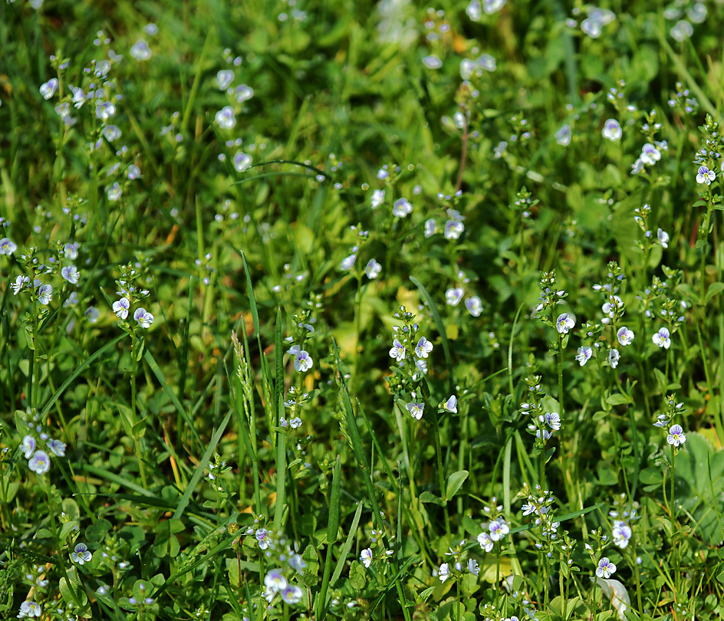 Image of Veronica serpyllifolia specimen.