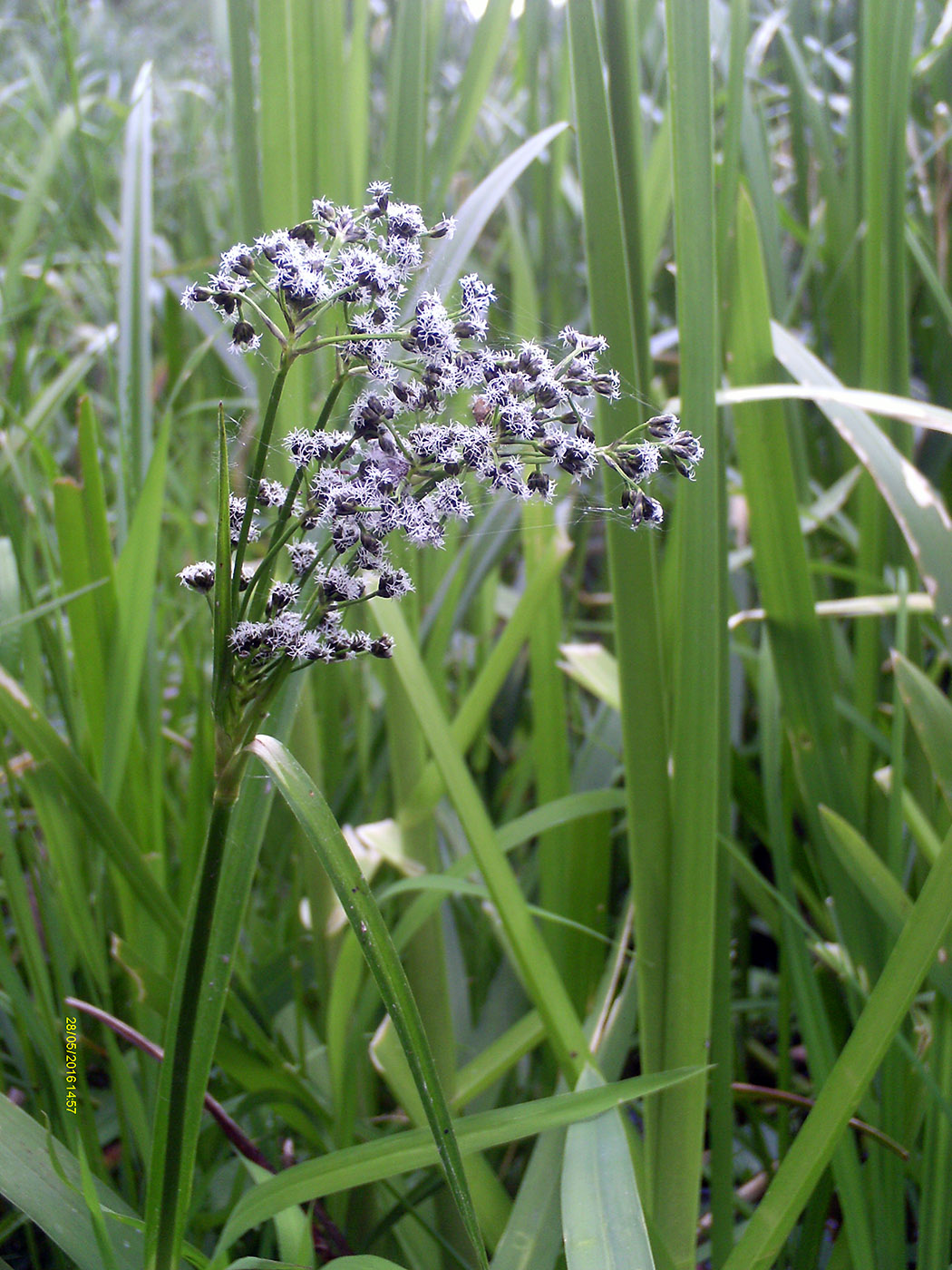 Image of Scirpus sylvaticus specimen.