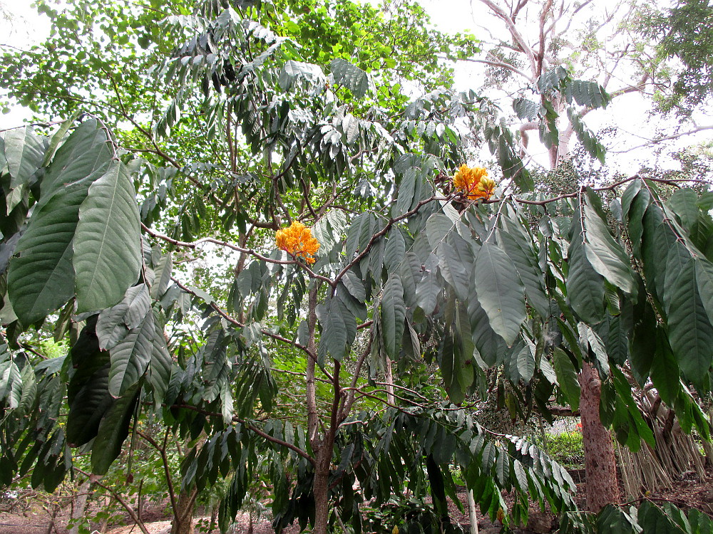 Image of Saraca thaipingensis specimen.