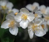 Philadelphus pubescens