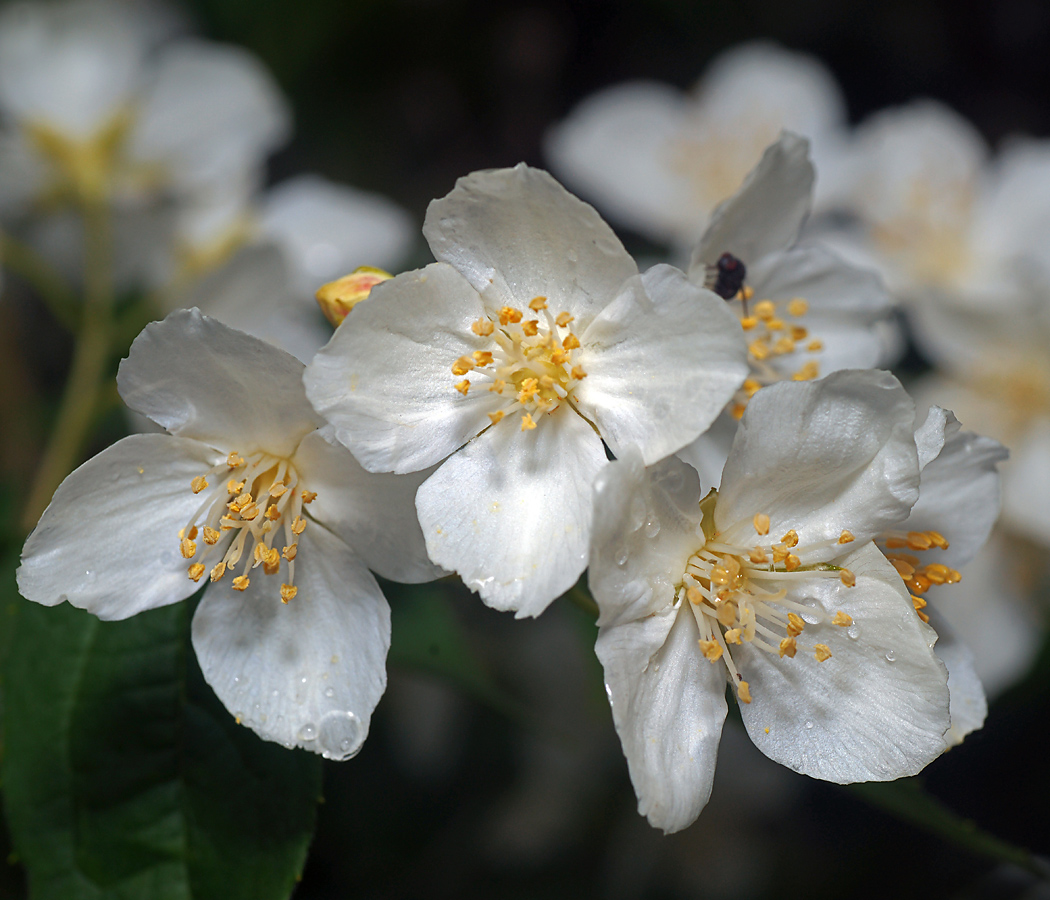 Изображение особи Philadelphus pubescens.