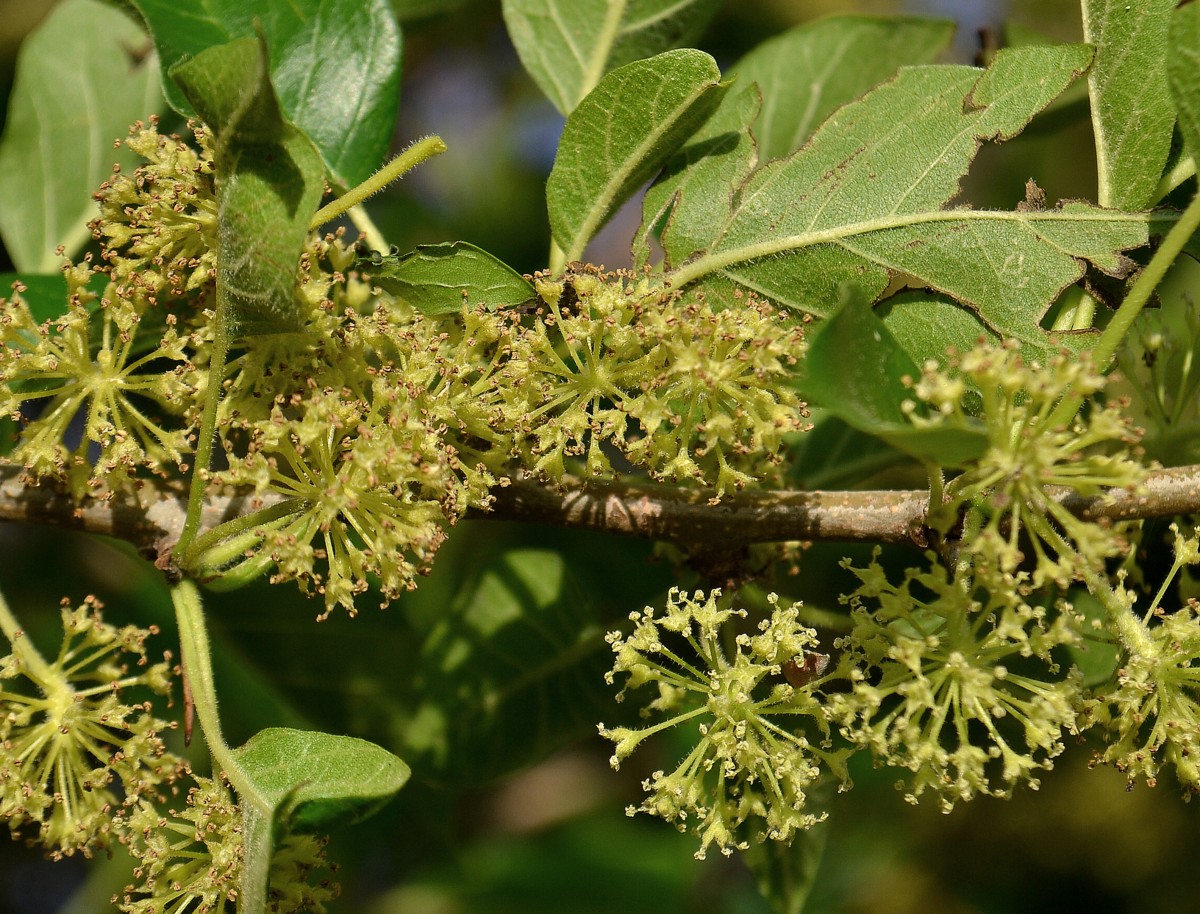 Image of Maclura pomifera specimen.