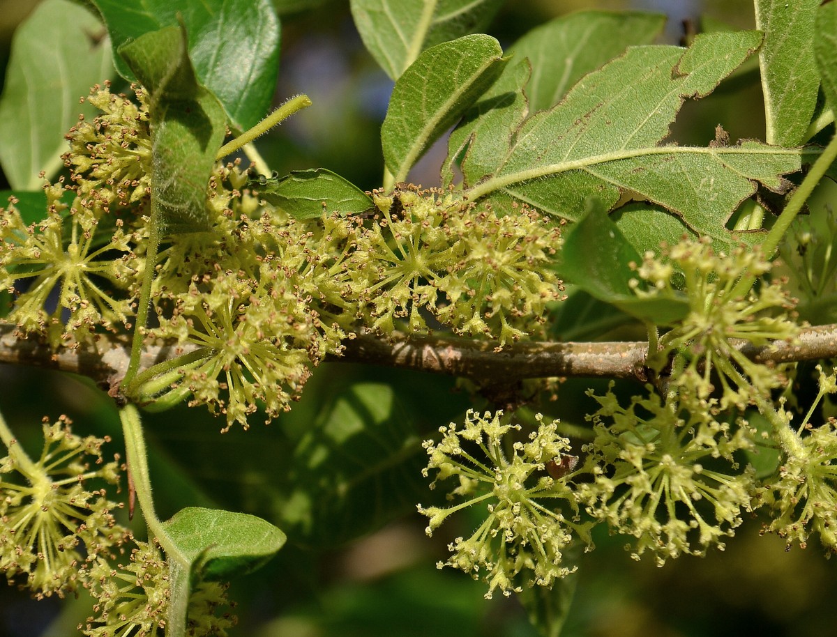 Изображение особи Maclura pomifera.