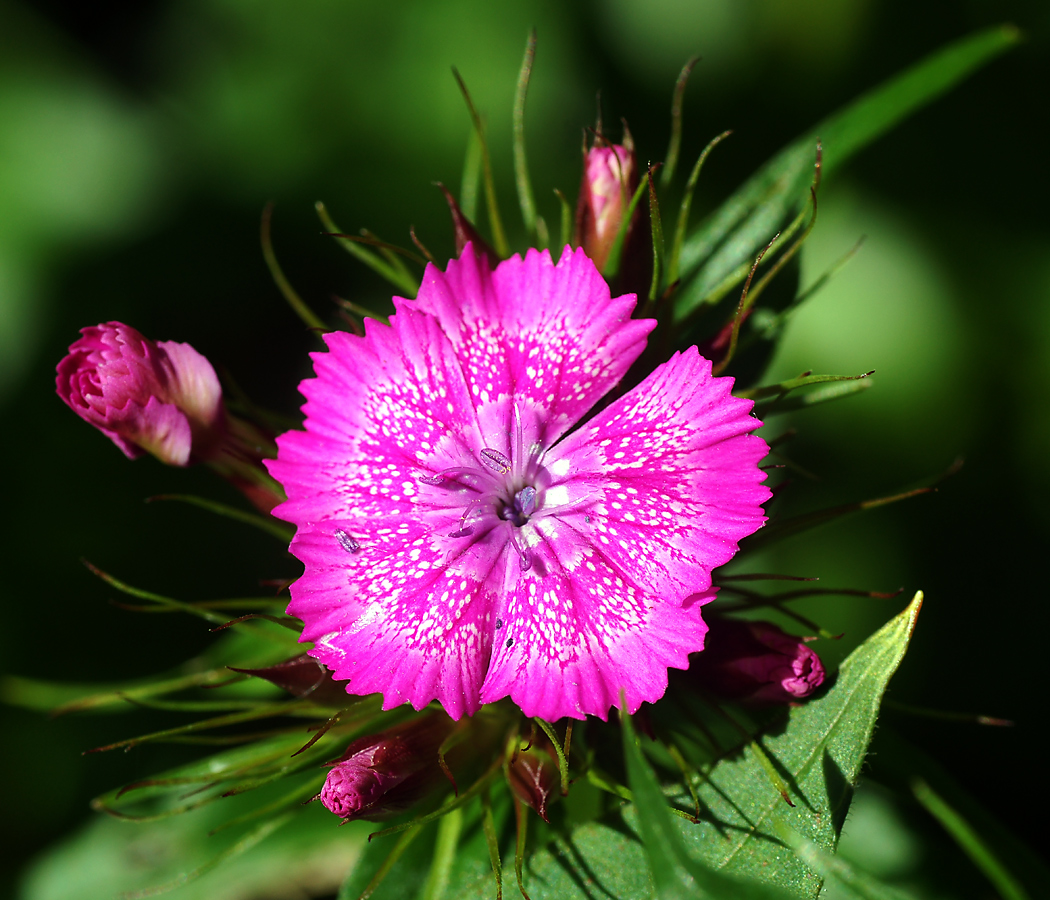 Изображение особи Dianthus barbatus.