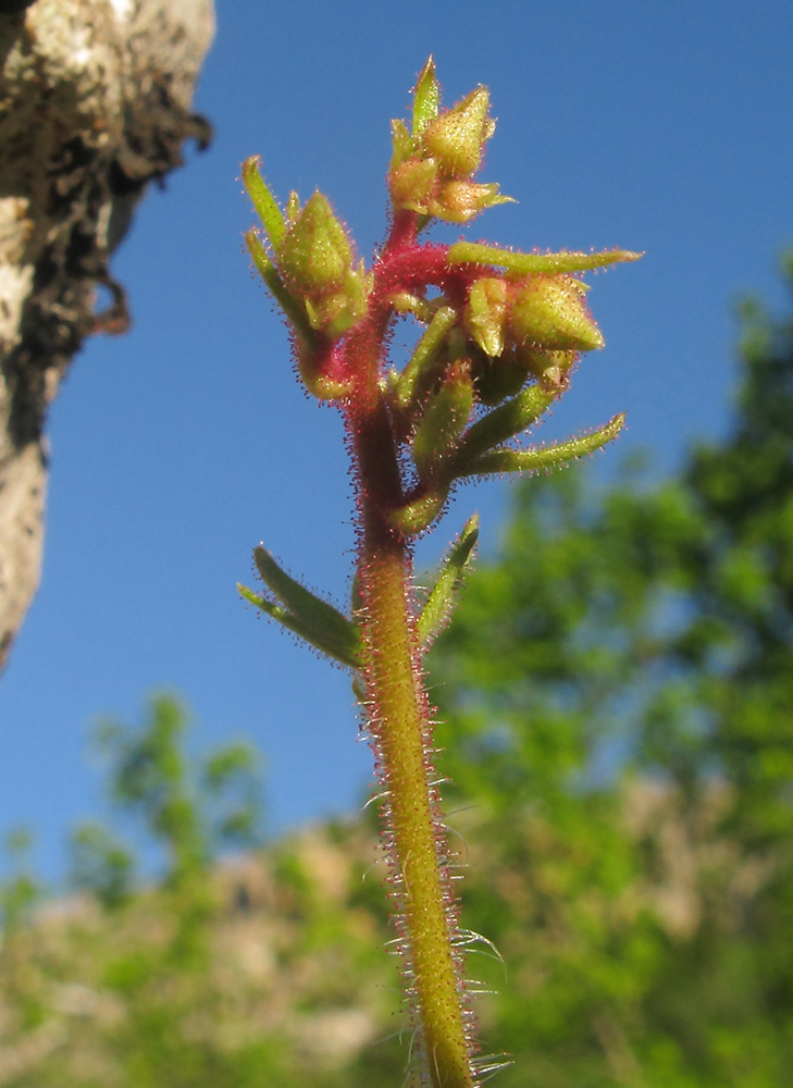 Изображение особи Saxifraga repanda.