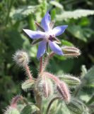 Borago officinalis. Часть соцветия. Крым, Симферополь, ботсад университета. 27 октября 2009 г.