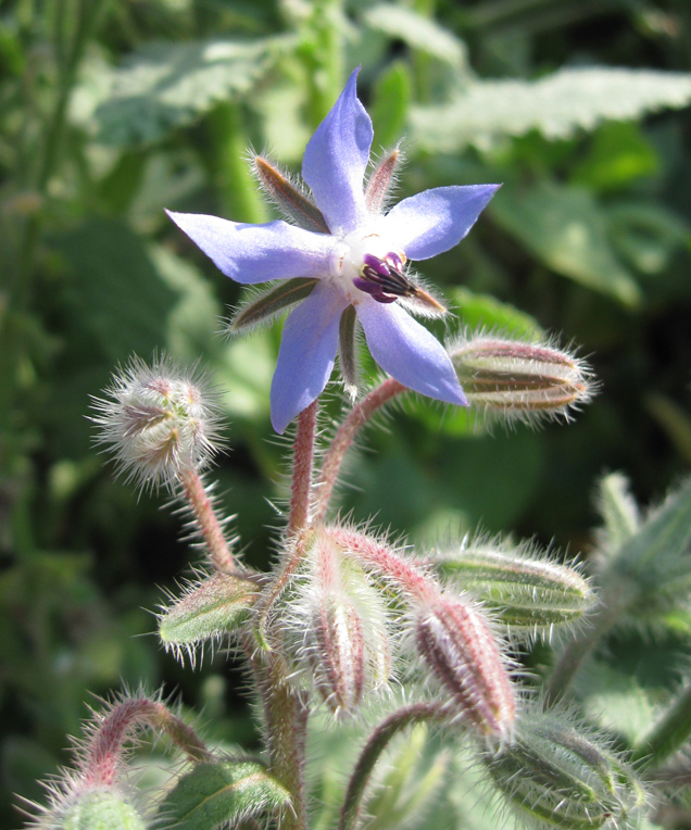 Изображение особи Borago officinalis.