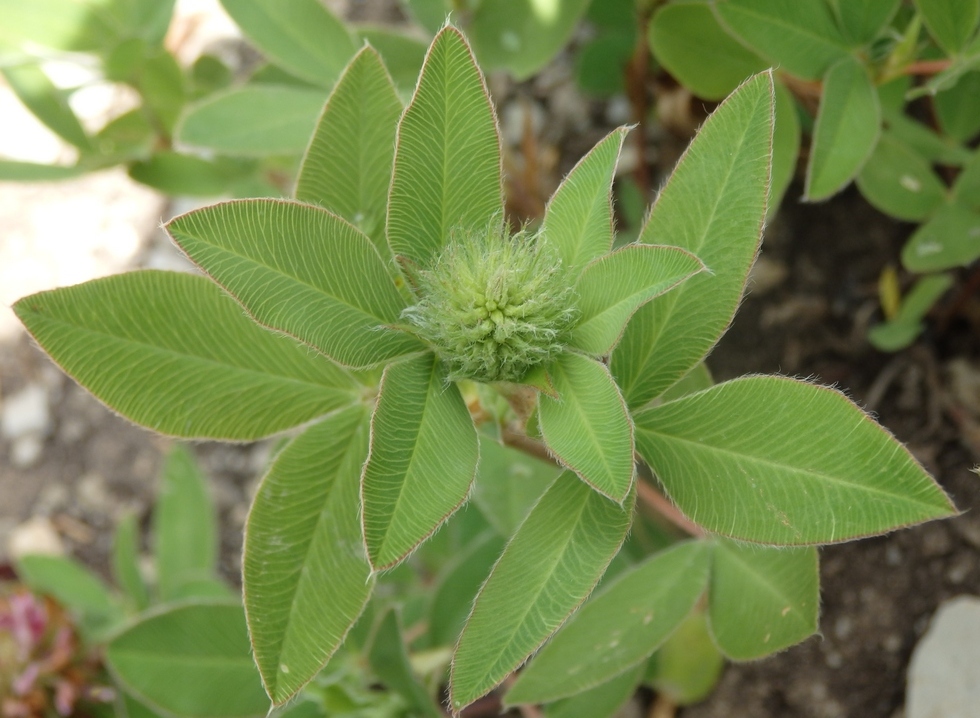Image of Trifolium medium specimen.