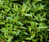 Bidens tripartita. Поросль молодых растений. Московская обл., Раменский р-н, окр. ж.-д. платформы Хрипань, просека под ЛЭП. 09.07.2016.