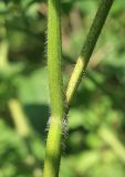 Chaerophyllum aromaticum