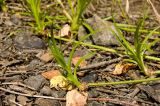 Scirpus radicans