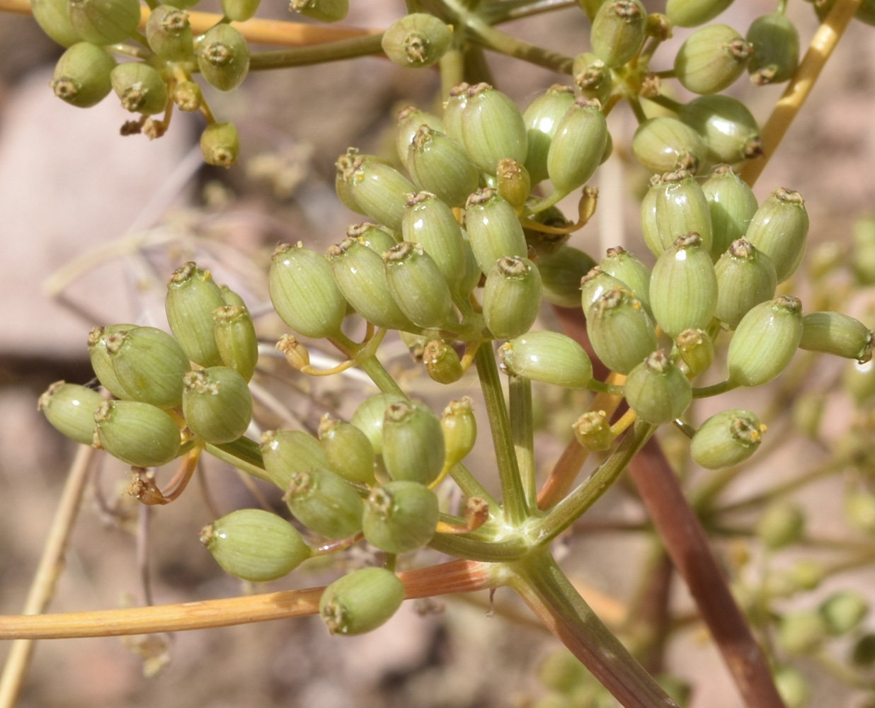 Image of Ferula samarkandica specimen.