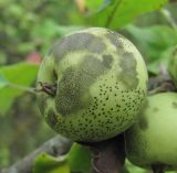 Malus orientalis. Плод, покрытый спороношениями микромицетов. Краснодарский край, Абинский р-н, окр. пос. Ахтырский. 26.08.2016.