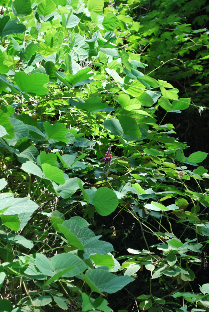 Image of Pueraria lobata specimen.