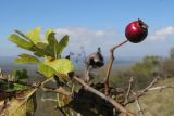 genus Crataegus. Верхушка веточки с плодом. Краснодарский край, Крымский р-н, окр. хут. Гапоновского, гора Сагачёва (523), злаково-разнотравный луг на вершине с кустарниками и одиночными деревьями, ≈ 520 м н.у.м. 01.10.2016.